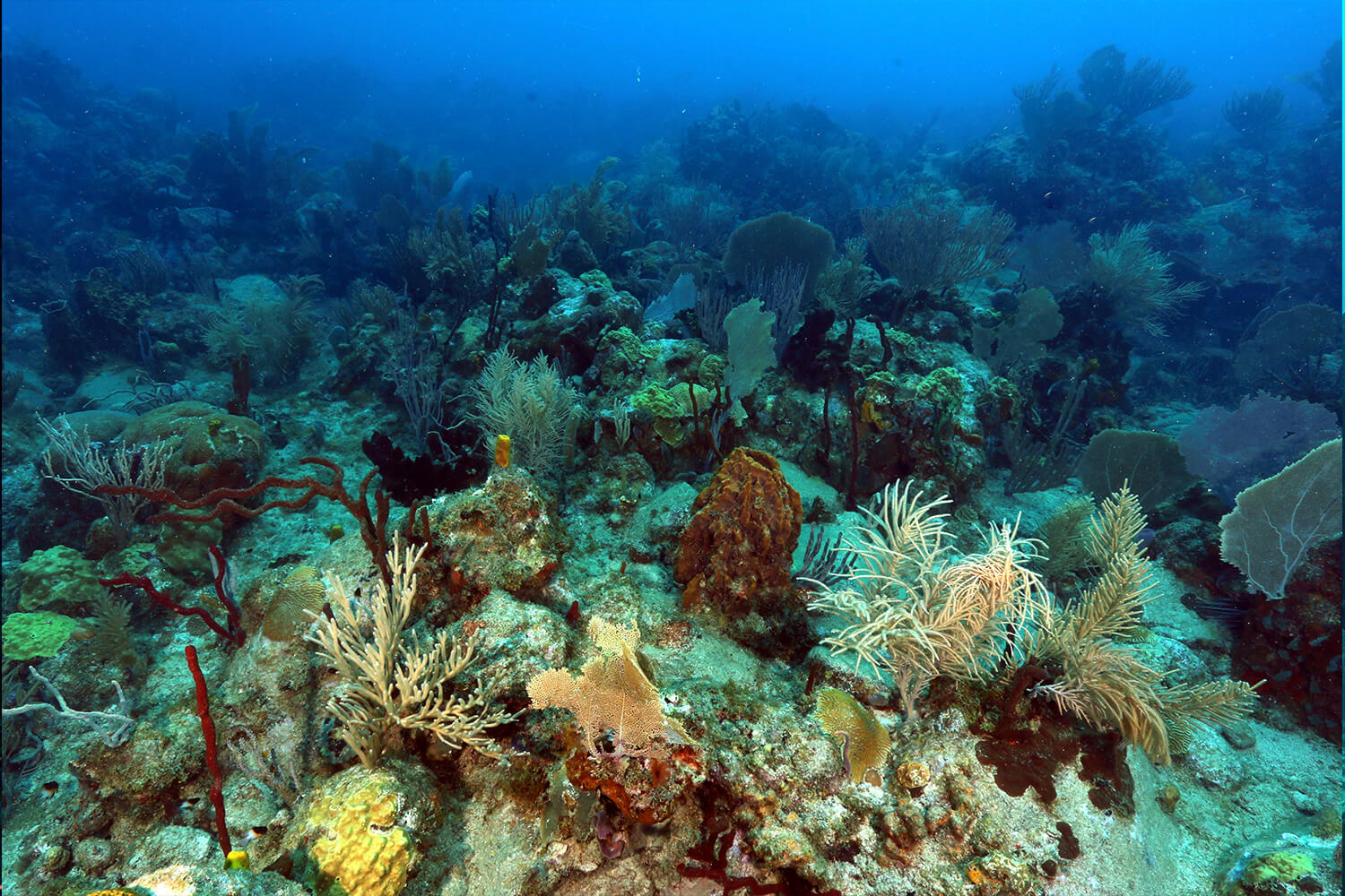 Réserve cousteau - Spot de plongée - jardin Japonais