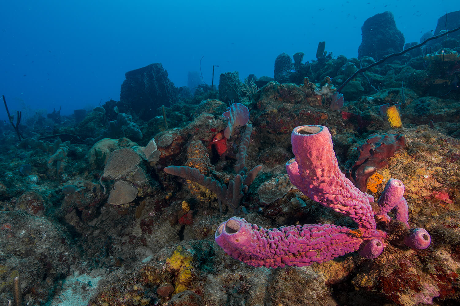 Réserve cousteau - Spot de plongée - Pointe Lézarde