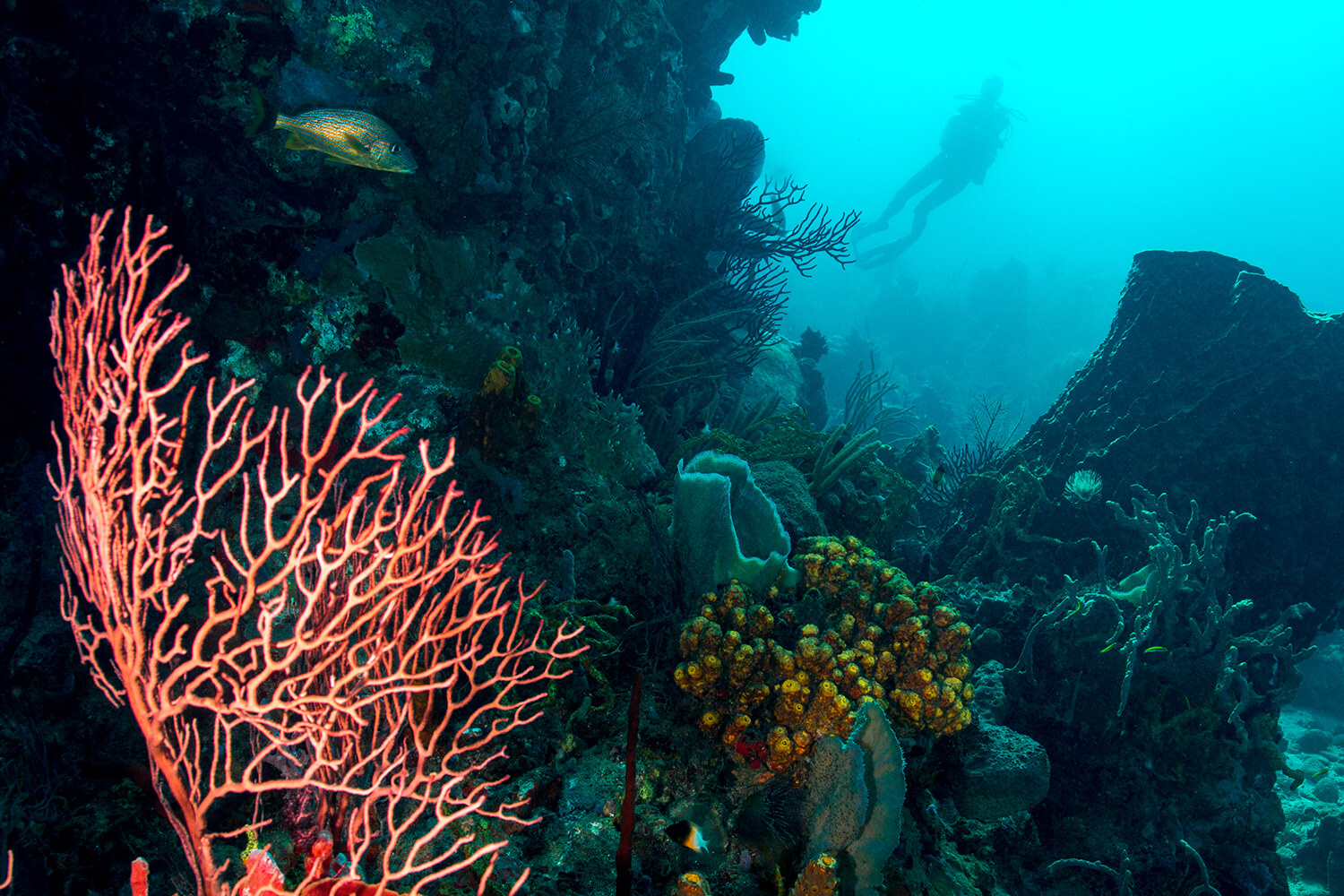 Réserve cousteau - Spot de plongée - Pointe Malendure