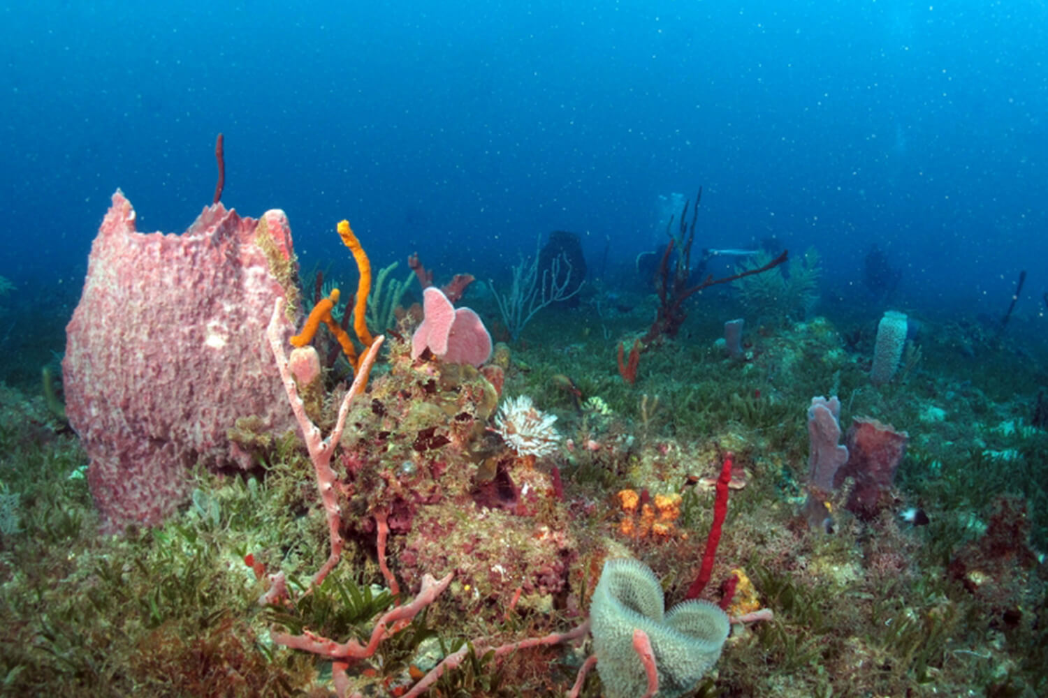 Réserve cousteau - Spot de plongée - Pointe Morphy