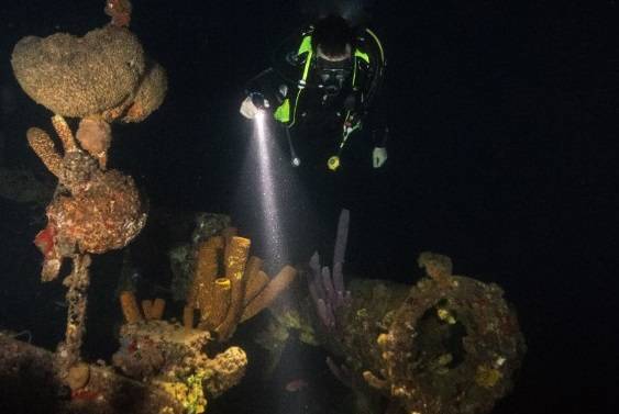 Faune nocturne spectaculaire - Guadeloupe