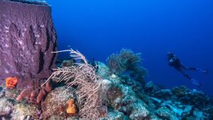 Pointe_Barracuda_les_heures_saines Ilets Pigeon - Spot de plongée - Pointe Barracuda