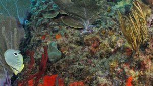 pointe-mahaut pointe-mahaut